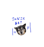 実は私、犬飼ってます。（個別スタンプ：8）