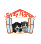 あおぞらにゃんず（個別スタンプ：1）