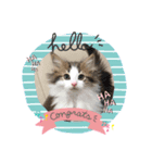 あおぞらにゃんず（個別スタンプ：7）