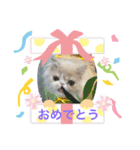 あおぞらにゃんず（個別スタンプ：8）