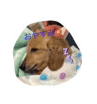 ダックスあいさつ（個別スタンプ：1）