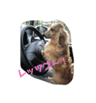 ダックスあいさつ（個別スタンプ：4）