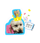 麦ちゃん's stamp（個別スタンプ：15）