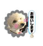麦ちゃん's stamp（個別スタンプ：16）