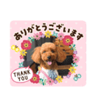 トイプードル ViVi Ⅲ（個別スタンプ：1）