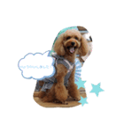 トイプードル ViVi Ⅲ（個別スタンプ：4）