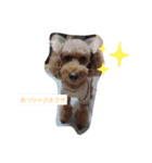 トイプードル ViVi Ⅲ（個別スタンプ：5）