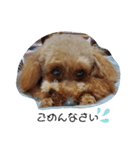 トイプードル ViVi Ⅲ（個別スタンプ：6）