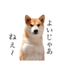 柴犬春菊の群馬弁スタンプ（個別スタンプ：1）