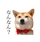 柴犬春菊の群馬弁スタンプ（個別スタンプ：2）