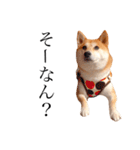 柴犬春菊の群馬弁スタンプ（個別スタンプ：3）