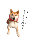 柴犬春菊の群馬弁スタンプ（個別スタンプ：4）