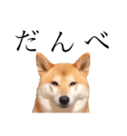柴犬春菊の群馬弁スタンプ（個別スタンプ：5）