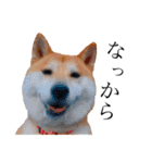 柴犬春菊の群馬弁スタンプ（個別スタンプ：9）