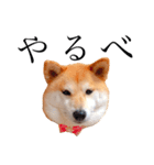 柴犬春菊の群馬弁スタンプ（個別スタンプ：10）
