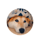 柴犬春菊の群馬弁スタンプ（個別スタンプ：11）