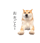柴犬春菊の群馬弁スタンプ（個別スタンプ：13）
