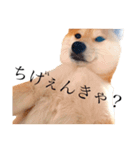 柴犬春菊の群馬弁スタンプ（個別スタンプ：14）
