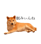 柴犬春菊の群馬弁スタンプ（個別スタンプ：16）