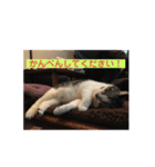 球あいさつ2（個別スタンプ：6）