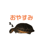 うちのセマルハコガメ（個別スタンプ：5）