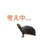 うちのセマルハコガメ（個別スタンプ：9）