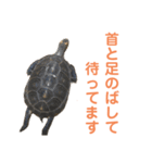 うちのセマルハコガメ（個別スタンプ：11）