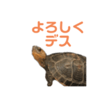 うちのセマルハコガメ（個別スタンプ：13）