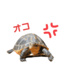 うちのセマルハコガメ（個別スタンプ：15）