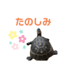 うちのセマルハコガメ（個別スタンプ：18）