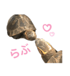 うちのセマルハコガメ（個別スタンプ：19）