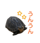 うちのセマルハコガメ（個別スタンプ：23）