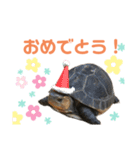 うちのセマルハコガメ（個別スタンプ：25）