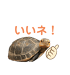 うちのセマルハコガメ（個別スタンプ：26）