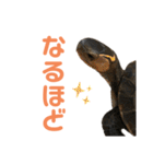うちのセマルハコガメ（個別スタンプ：27）