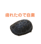 うちのセマルハコガメ（個別スタンプ：30）