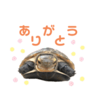 うちのセマルハコガメ（個別スタンプ：31）