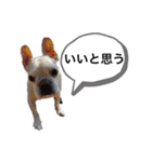 ペススタンプ（個別スタンプ：17）