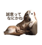 腹立ついずも（個別スタンプ：1）