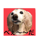 腹立ついずも（個別スタンプ：4）
