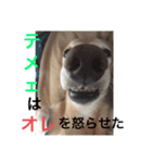 腹立ついずも（個別スタンプ：6）