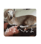 腹立ついずも（個別スタンプ：8）