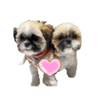 Lou＆Coco（個別スタンプ：1）