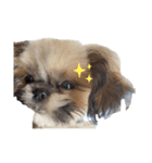 Lou＆Coco（個別スタンプ：3）