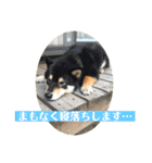 黒柴『銀河くん』日常スタンプ（個別スタンプ：1）