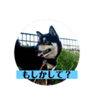 黒柴『銀河くん』日常スタンプ（個別スタンプ：5）