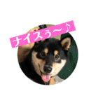黒柴『銀河くん』日常スタンプ（個別スタンプ：12）