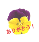 ふらわーず02（個別スタンプ：6）