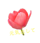 ふらわーず02（個別スタンプ：15）