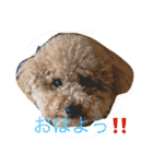 ロイくんの毎日➕（個別スタンプ：1）